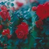 Nadia Lill Rose Avatar